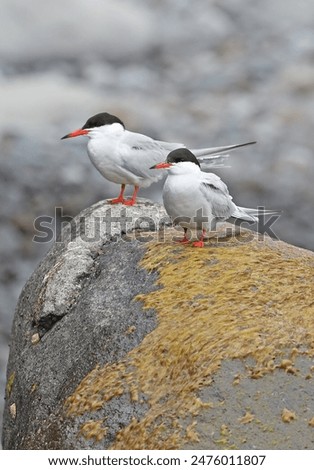 Common Tern  (Sterna hirundo hirundo) pair standing on rockDesertas Islands, Madeira               May