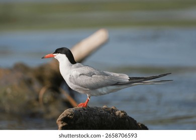 Common Tern - Sterna hirundo perched on driftwood. Photo from Danube Delta in Romania.