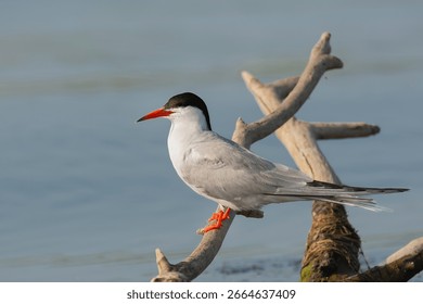 Common Tern - Sterna hirundo perched on driftwood with blue water in background. Photo from Danube Delta in Romania.