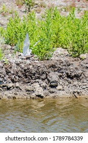 The common tern (Sterna hirundo) is a seabird in the family Laridae