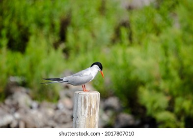 The common tern (Sterna hirundo) is a seabird in the family Laridae