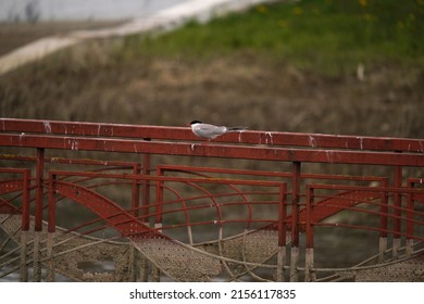 The common tern (Sterna hirundo) is a seabird in the family Laridae. 