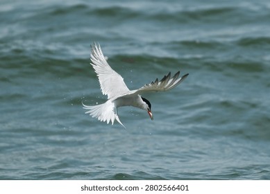 The common tern (Sterna hirundo) is a seabird in the family Laridae. This bird has a circumpolar distribution, its four subspecies breeding in temperate and subarctic regions of Europe, Asia and North America.