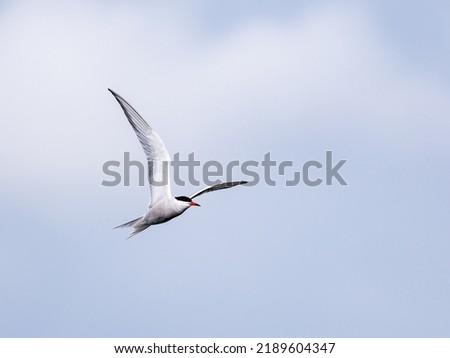 A common tern (Sterna hirundo) seen in flight in May