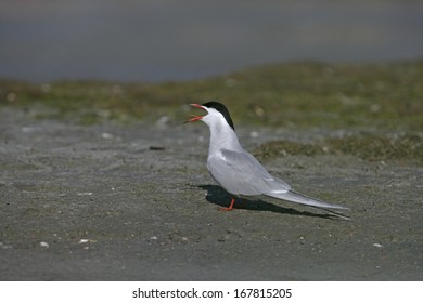Common tern, Sterna hirundo, single bird by water, Holland        