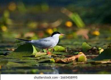 Common tern (Sterna hirundo) sitting on aquatic vegetation in the mouth of the Danube Delta, Romania. Wildlife scene from nature. Animal in natural environment.