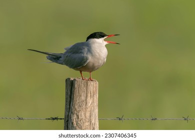 Common Tern (Sterna hirundo) sitting on a fence post. Gelderland in the Netherlands. Green background.                                                