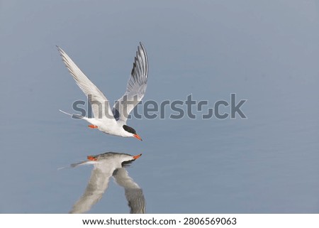 Common tern Sterna hirundo, summer plumage adult about to drink in flight, Minsmere RSPB reserve, Suffolk, England, June