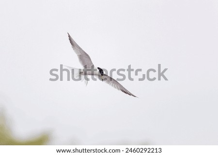 Common Tern Sterna hirundo in a typical coastal habitat