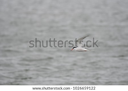 Similar – Foto Bild bird flew by Umwelt Natur