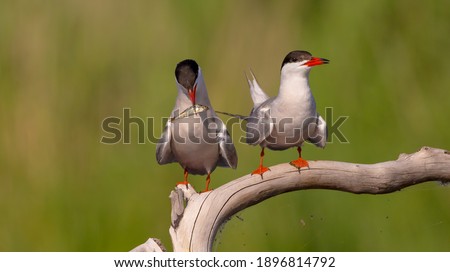 Common Tern  - two adult birds at a wetland near the nest