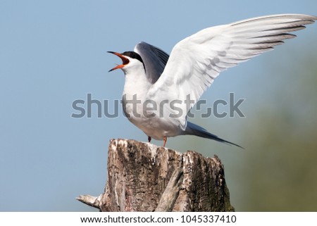 A common tern welcomes the morning sun