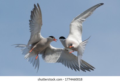 Common Terns (Sterna hirundo) interacting in flight.  Adult common terns in flight on the blue sky background 