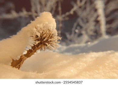 Common thistle stands covered in snow after a frosty night. This resilient plant is a crucial winter food source for goldfinches, showcasing the delicate balance of nature during the cold season.
 - Powered by Shutterstock