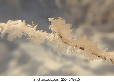 Common thistle stands covered in snow after a frosty night. This resilient plant is a crucial winter food source for goldfinches, showcasing the delicate balance of nature during the cold season.
 - Powered by Shutterstock