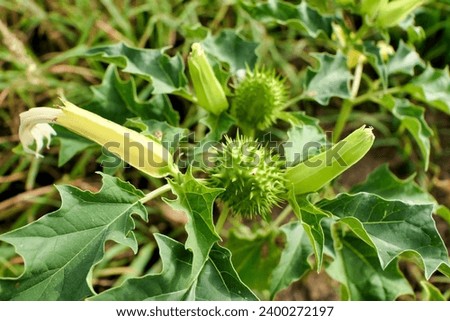 Common Thorn Apple (Datura stramonium) growing wild in a hayfield. Also known as Jimson Weed, Devils Snare or Devils Trumpet, a poisonous plant belonging to the Nightshade family.
