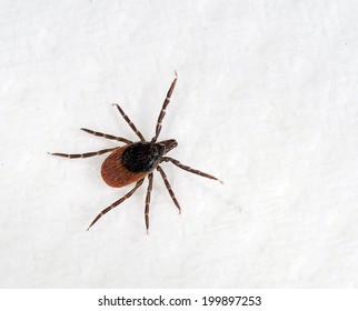 Common tick - often found on cats and dogs. Ixodes scapularis on kitchen towel.