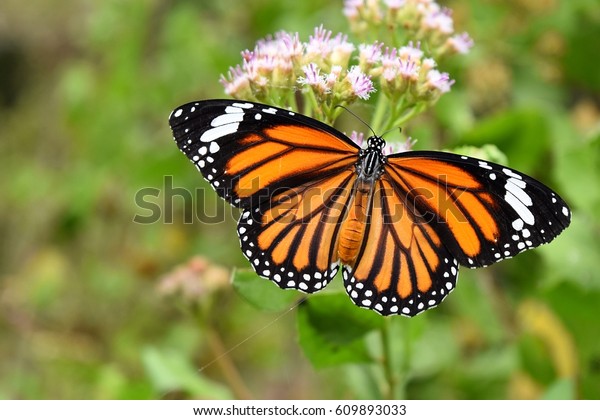 Common\
Tiger or Danaus genutia, Orange  with white and black color pattern\
on insect wing, Monarch butterfly seeking nectar on flower in the\
field with natural green background, Thailand\
