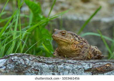 Common Toad - Bufo Bufo
