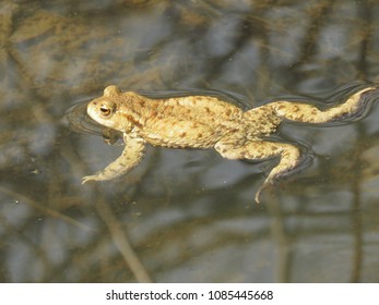 Common Toad, Bufo Bufo,