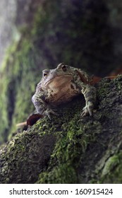 Common Toad Bufo Bufo 