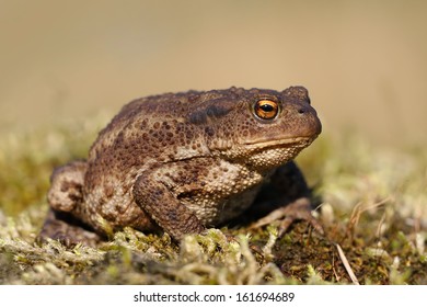 Common Toad / Bufo bufo