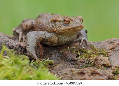 Common Toad, (Bufo Bufo)