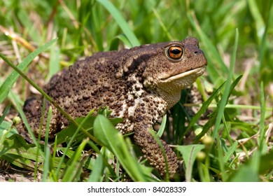 Common Toad Bufo Bufo