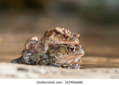 Common Toad (Bufo Bufo) In Amplexus