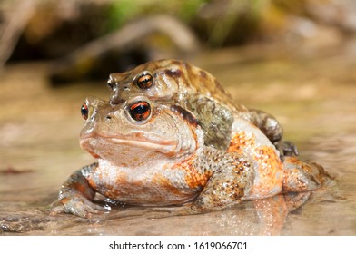 Common Toad (Bufo Bufo) In Amplexus