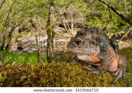 Common Toad (Bufo bufo) in amplexus