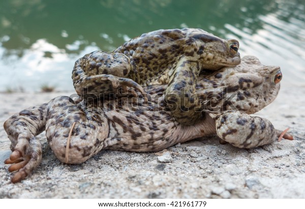 Common Toad Bufo Bufo Animal Copulation Stock Image Download Now