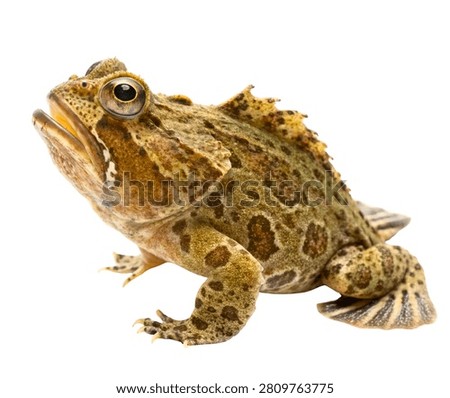 Common Toad Bufo bufo Brown Amphibian Isolated on White Background