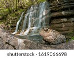 Common Toad (Bufo bufo), Bufonidae