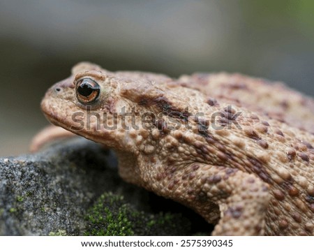 Common toad (Bufo bufo), close up