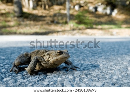 a common toad (Bufo bufo) crosses the road  between Leutaschtal and Mittenwald, Bavaria, Germany