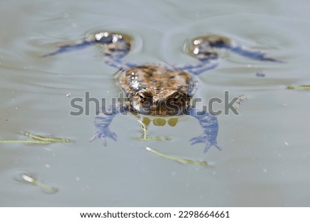 Common toad (Bufo bufo) lies in the water, Emsland, Lower Saxony, Germany