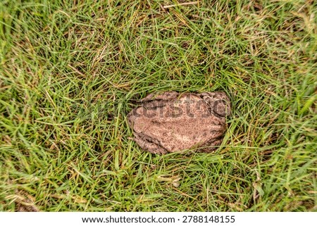 Common toad Bufo bufo lying still on green grass outdoors