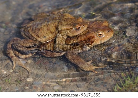 common toad (Bufo bufo) mating