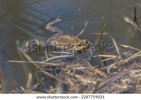 Common toad - Bufo bufo in mating season. Frog in water. A toad on the surface of a pond.