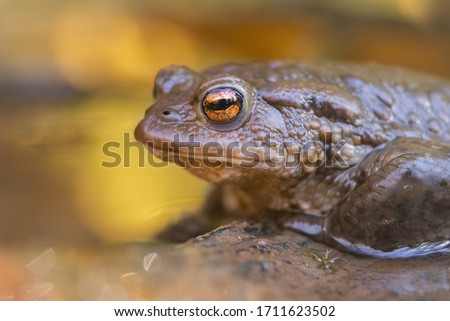 Common toad (Bufo bufo), in nature habitat, Czech Republic. Wildlife scene from nature, brown animal in the wood. Beautiful frog on the ground near the pond in the evening sun.