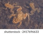 Common toad (Bufo bufo) in a pond during the breeding season in spring. Haut-Rhin, Alsace, Grand Est, France, Europe.