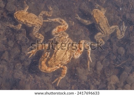 Common toad (Bufo bufo) in a pond during the breeding season in spring. Haut-Rhin, Alsace, Grand Est, France, Europe.