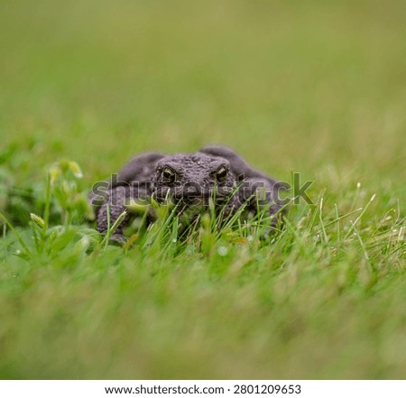 Common toad Bufo bufo resting low in fresh green grass