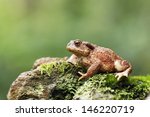 Common toad, Bufo bufo, single toad on log, Warwickshire, August 2012