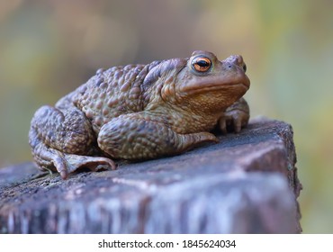The common toad (Bufo bufo) sits on an old tree stump. Gray toad in natural habitat. Beautiful frog in nature.
