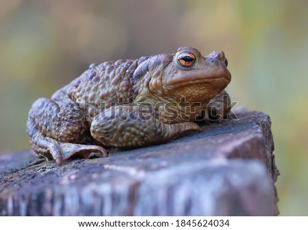 The common toad (Bufo bufo) sits on an old tree stump. Gray toad in natural habitat. Beautiful frog in nature.