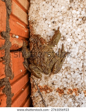 Common toad bufo bufo sitting between red brick wall and white polystyrene foam indoors