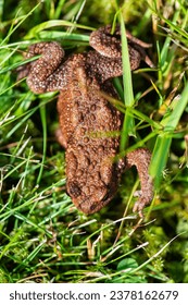 Common toad Bufo Bufo sitting in grass.