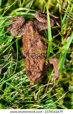Common toad Bufo Bufo sitting in grass.